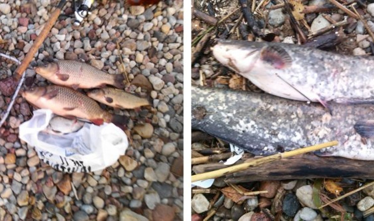 Žuvys, ištrauktos užkabinus kabliais už šonų