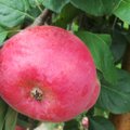 Delfi tema. Pavasariniai siurprizai – po šalnų ir sausros lietuviškas obuolys gali tapti prabanga