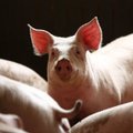 Kiaulių maras. Išeities nėra – ūkininkams teko paskersti kiaules