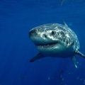 Rykliai vandenyne verti daugiau nei restorano virtuvėje