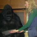 Sulaukusi 46 metų nugaišo gorila Koko: gyvūnas, kurio intelekto koeficientas buvo 86, mokėjo ženklų kalbą