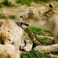 Kontraceptines tabletes vartojusi liūtė susilaukė 8 palikuonių