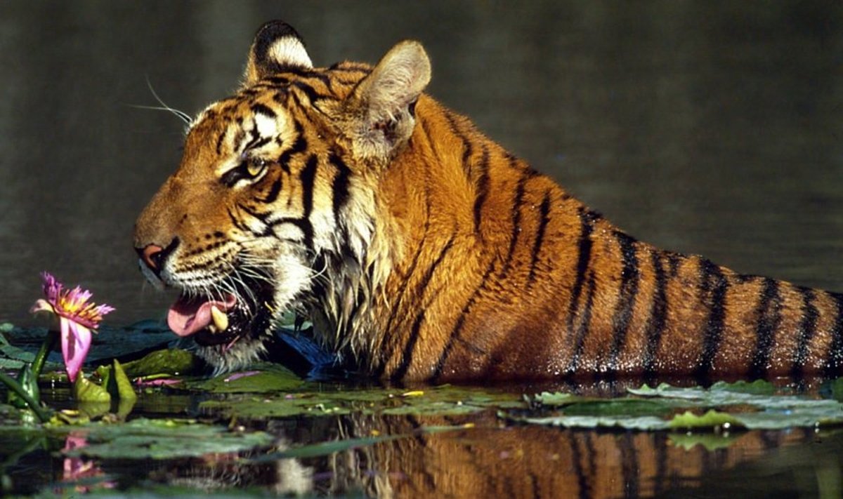 Bengališkas tigras Nepale - viena iš nykstančių gyvūnų rūšių (Nacionalinių parkų ir laukinės gyvūnijos apsaugos departamento nuotr.) 