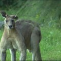 Brisbano priemiesčio gyventojus aplanko 2 metrų ūgio kengūra