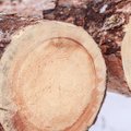 Nauja miško kirtimų išdavimo tvarka – ką reikia žinoti