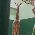 Javos saloje pasaulį išvydo žirafiukas