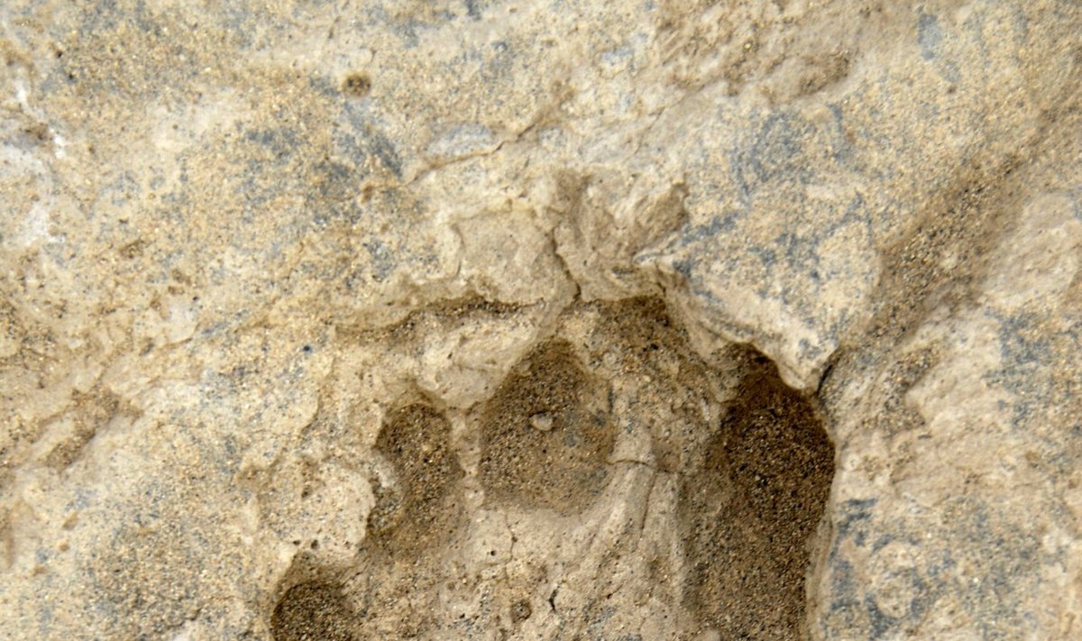 Fosilizuotas žmogaus pėdsakas, aptiktas Kenijoje
