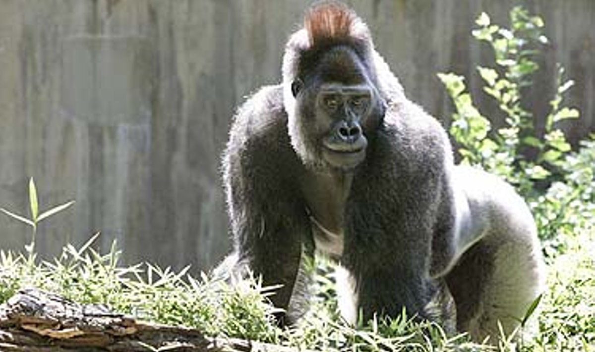 Gorila Kuja 