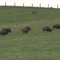 Kelmės rajone pabėgusių bizonų kronikos
