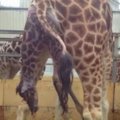 Anglijoje nufilmuotas žirafos jauniklio gimimas