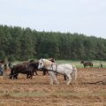 Lietuvos ūkininkams išartų pievų šiemet atkurti nereikės