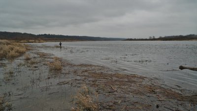 Nemuno ruože 100 m žemiau Dubysos įtekėjimo po lapkričio 1 d. vėl galima žvejoti, nors lašišų migracija,o gal ir nerštas čia tebevyksta