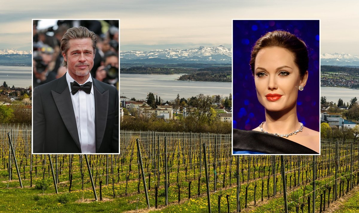 Bradas Pittas, Angelina Jolie, vynuogynas