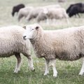 Dar viename rajone vilkai ėmė pjauti avis: iki šiol čia nieko panašaus nebuvo