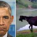 Rusai pasityčiojo iš JAV prezidento – juodą ožį pavadino B. Obama