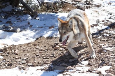 Vilkas - žmonių draugijos vengia, tačiau ar pultų netyčia sutikęs žmogų?Meksikos vilkas