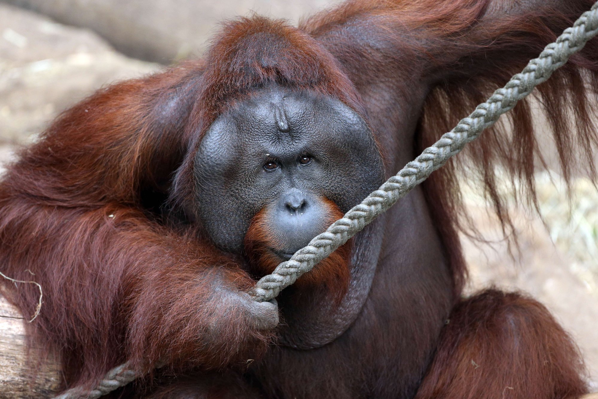 Aper er i stand til å mestre komplekse verktøy
