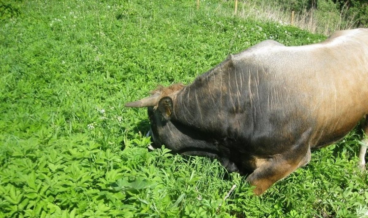 Iš melioracijos griovio ištraukta karvė (asociatyvi nuotr.)