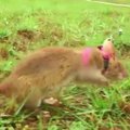 Žiurkės Kambodžoje dresuojamos aptikti minas