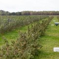 Kokių populiariausių lietuviškų uogų augintojai po šio sezono trauksis