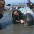 Naujosios Zelandijos pakrantėje įstrigo dešimtys banginių