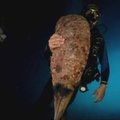 Prie „Costa Concordia“ nuolaužų aptikta retų moliuskų