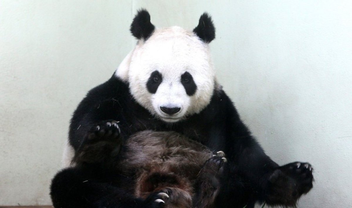 Edinburgo zoologijos sodo panda Tian Tian