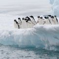 Antarktidos ledynai vasarą tirpsta dešimt kartų sparčiau nei prieš 600 metų