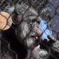 Mirė seniausias Amerikos šimpanzės patinas Cobby