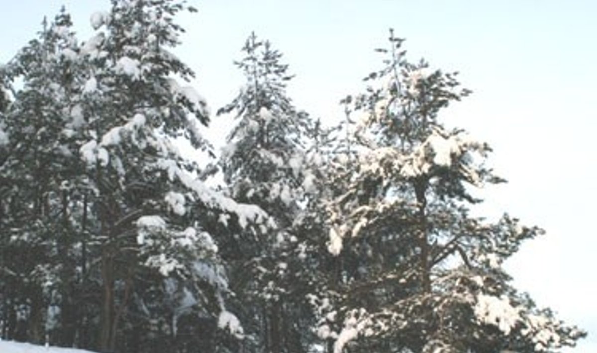 Žiema, miškas, sniegas