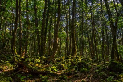 Aokigaharos savižudžių miškas