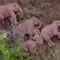 Klajojanti dramblių banda pirmą kartą per 12 dienų sugulė bendram poilsiui