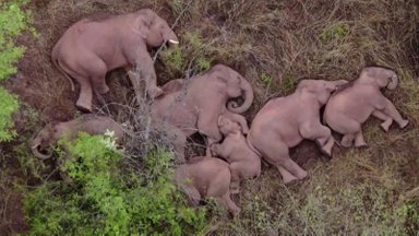 Klajojanti dramblių banda pirmą kartą per 12 dienų sugulė bendram poilsiui