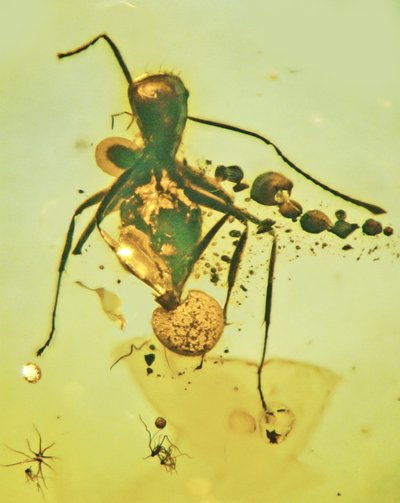 50 mln. metų skruzdėlė Baltijos gintare, kuriai dar gyvai pro užpakalį išaugo parazitinis grybas. George Poinar Jr. OSU nuotr.