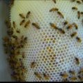 Kolorado valstijoje bitininkai nuo namo pašalino 10 tūkst. bičių