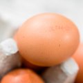 Ekologiškus kiaušinius pradėjo dėti mobiliose paukštidėse