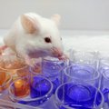 Tikroji priežastis, kodėl daugelis laboratorinių pelių yra baltos