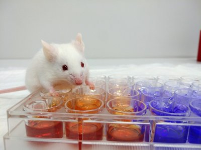 Laboratorinės pelės