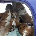 Operacija „įlaipinimas“: kiek šunų telpa į vieną automobilį