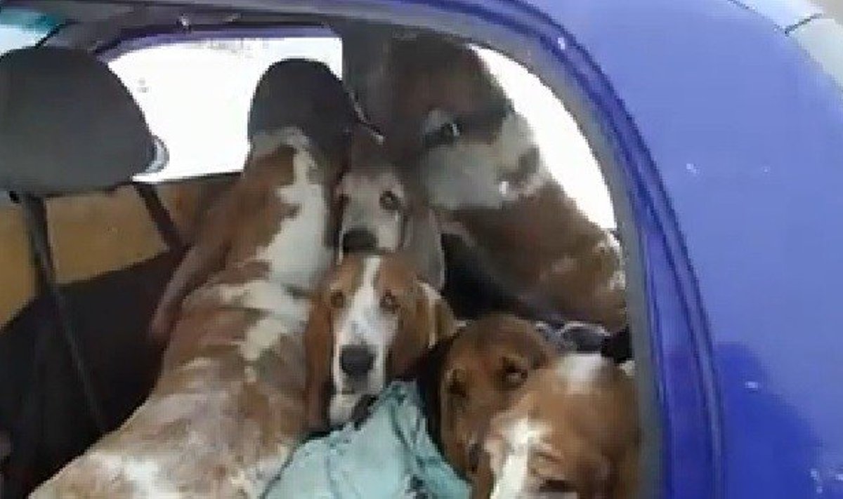 Kiek į "Chevrolet Matiz" automobilį telpa šunų? 