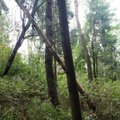 Poligonų plėtra: Vyriausybė leido kirsti dalį miško Švenčionių ir Jonavos rajonuose