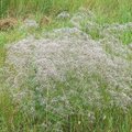 Pajūrio gražuolė, mėgstama nuotakų ir floristų, griauna Lietuvos gamtą