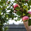 Ką daryti su nukritusiais nesunokusiais obuoliais: keturi būdai juos realizuoti