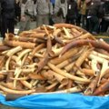 Prancūzijoje sunaikino tris tonas nelegalaus dramblio kaulo