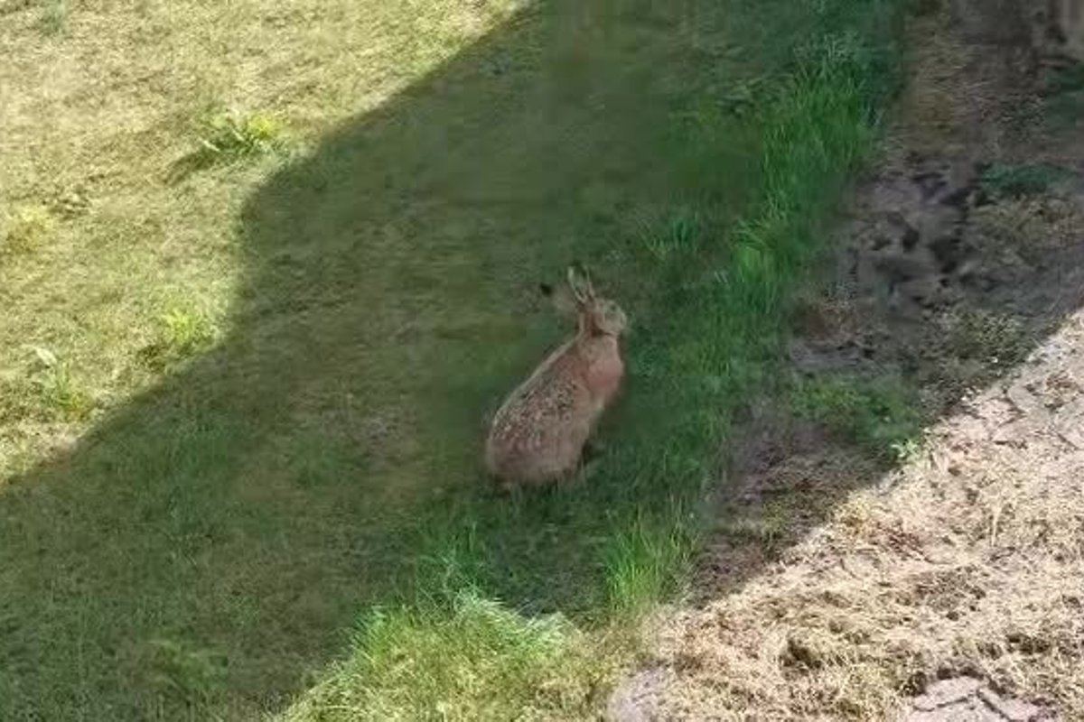 Po daugiabučių rajonus laksto kiškiai