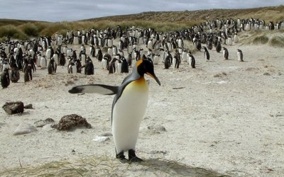 Pingvinai - tikrieji Falklando salų gyventojai