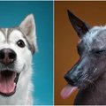 Skirtingos šunų nuotaikos: neįtikėtina, kokie jie panašūs į žmones