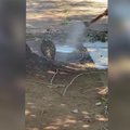 Karščio bangos kamuojamoje Australijoje vyras vėsino pelėdą
