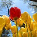 Keukenhofo parke tulpių žiedai džiugins turistus iki gegužės vidurio