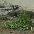 Zoologijos sode Indijoje gimė hipopotamukas